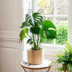 4 Pack 30 Inch Tall Metal Plant Trellis - Image 7