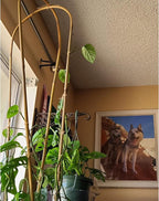 Avalution 10 Pcs Natural U-Hoops Bamboo Garden Trellis, 4 Ft Bamboo Trellis - Image 3