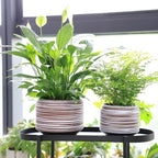 8 Inch + 6 Inch Ceramic Plant Pots Indoor - Image 5