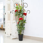4 Pack 43'' Indoor Plant Trellis - Image 4