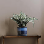 5.8 Inch Plant Pot: Ceramic Planter - Image 6