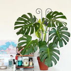 Coomin 32.6in Monstera Plant Support - Image 8