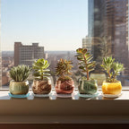 12Pcs Clear Plant Saucer, 6 8 10 Inch Durable Plastic Plant Tray, Round Plant - Image 4