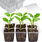 Bonviee 10 Packs Seed Starter Tray by BonvieeDirect