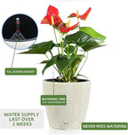 Dexceder 15x14 Self Watering Planter - Image 5