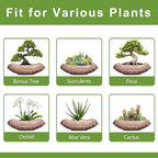 Large Bonsai Pots - Image 7