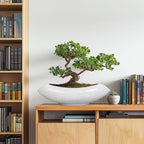 Ceramic Bonsai Tree Pot - Image 4