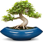 Bonsai Tree Pot 18 Inch by Teagas