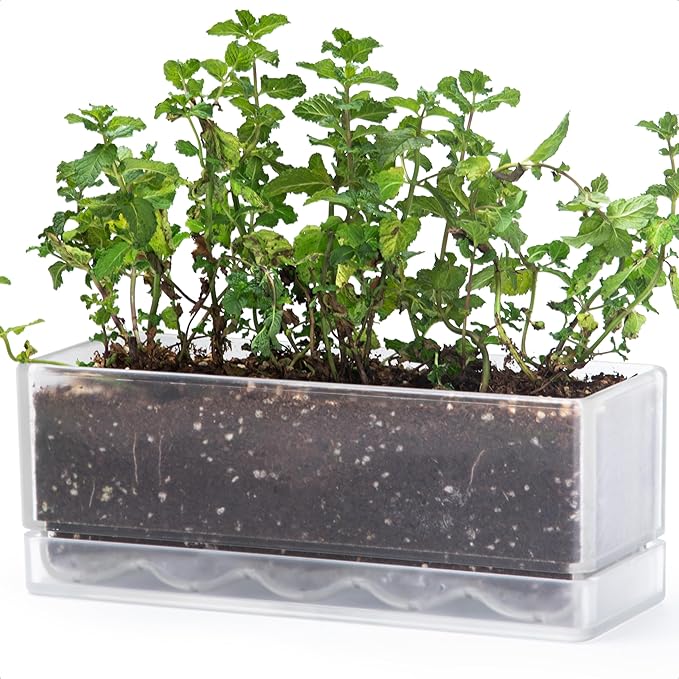 D'vine Dev 12 Inch Window Box Planter, Rectangle Plastic Herb Planter by DvineDevPlanterPotsandStand