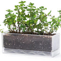 D'vine Dev 12 Inch Window Box Planter, Rectangle Plastic Herb Planter by DvineDevPlanterPotsandStand
