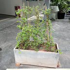 Plant Stakes, 18 Inches Natural Garden Bamboo Sticks, BOVITRO 20Pcs Plant - Image 5