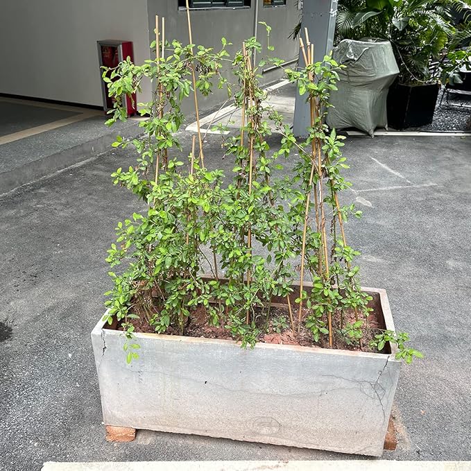 Plant Stakes, 16 Inches Natural Garden Bamboo Sticks, BOVITRO 20Pcs Plant - Image 6