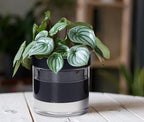 Phoenix Vine 6 Inch Self Watering Terracotta Planter - Image 4