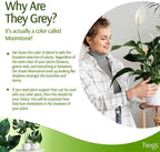 Plant Support Stakes for Indoor & Outdoor Use, Durable Trellis Alternative for - Image 5