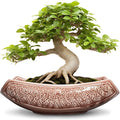 Large Bonsai Pots by Teagas