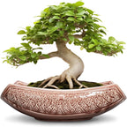 Large Bonsai Pots by Teagas