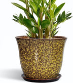 Ceramic Pots for Plants by SUNPOTFOR