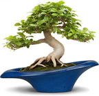 Bonsai Tree Pot 18 Inch by Teagas