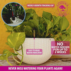 GARDENIX DECOR 11'' Self Watering Hanging planters - Image 5