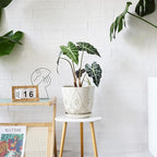 Gepege 10 Inch Plant Pot, Creamy White Ceramic Planter - Image 4