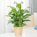 Plant Trellis for Potted Plants 2p, Larger 23in Garden Trellis for Climbing - Image 5