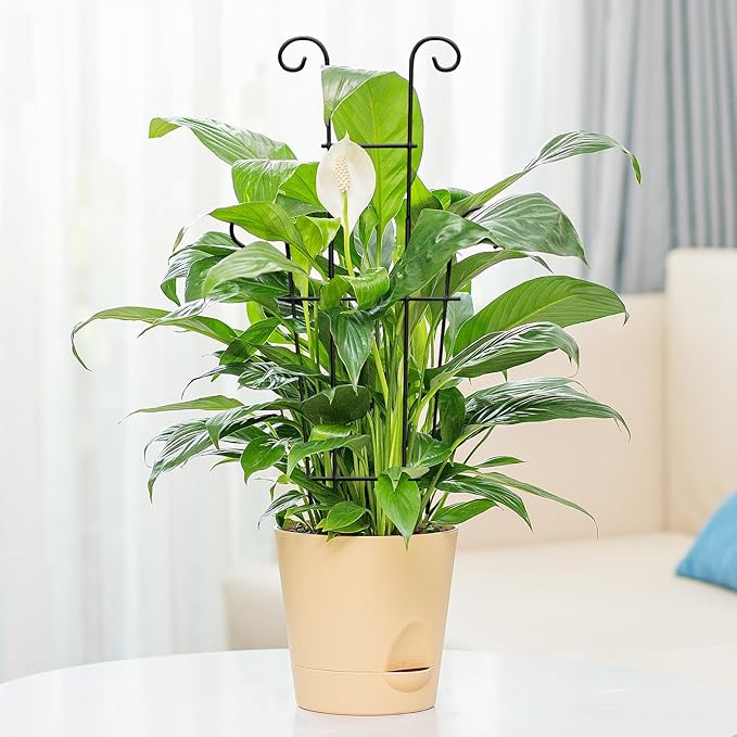 Plant Trellis for Potted Plants 2p, Larger 23in Garden Trellis for Climbing - Image 5