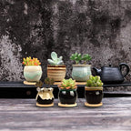 Brajttt 2.1 Inch Succulent Pot - Image 5