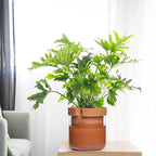 Phoenix Vine 10 Inch Self Watering Planter Pot, Terracotta Clay Pot - Image 5