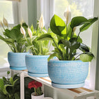 SQOWL Ceramic Planter - Image 6