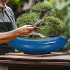 Bonsai Tree Pot 18 Inch - Image 4
