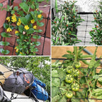 VIVOSUN 5 x 5Ft. Elastic Trellis Netting - Image 6