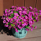 Artificial Flowers for Outdoors, UV Resistant Fake Silk Morning Glory, - Image 5