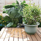 5PCS Monstera Plant Stem Support - Image 8