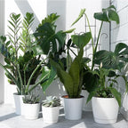 4P Plant Trellis for Potted Plants, Larger 23in Garden Trellis for Climbing - Image 9