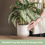 5.8 Inch Plant Pot: Ceramic Planter - Image 3