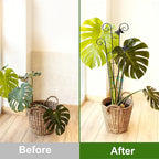 COOMIN 30'' Monstera Plant Support Outdoor, Metal Expandable Plant Supports - Image 4