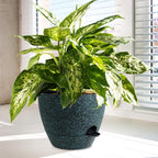 12/10/9 inch Large Self Watering Pots, Plant Pots - Image 6