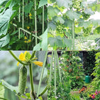 7Feet Garden Stakes Sturdy Plant Sticks Support Tomato Stakes - Image 2