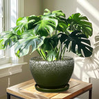 10 Inch Planter Pot - Image 7