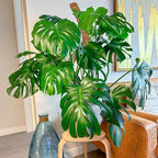 2 Pack 60 Inch Moss Pole Monstera Plant Support, Coir Moss Poles - Image 7