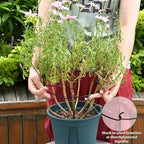 5PCS Monstera Plant Stem Support - Image 4