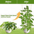 Avalution 10 Pack Bamboo Trellis - Image 4