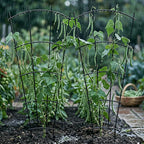 4 Pack 43'' Indoor Plant Trellis - Image 5
