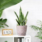 Gepege 8 Inch Plant Pot for Plants, Ceramic Planter - Image 4
