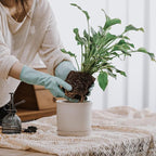 5.8 Inch Plant Pot: Ceramic Planter - Image 6