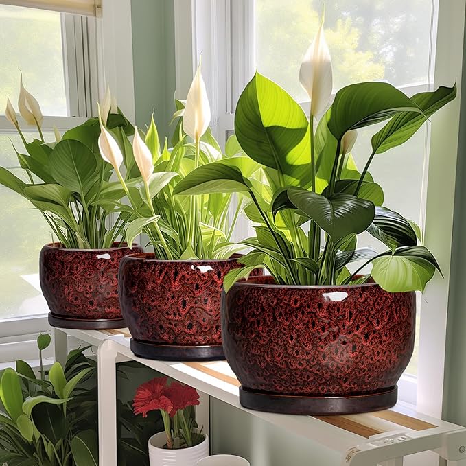 SQOWL Ceramic Pot for Plants - Image 5