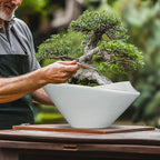 Bonsai Pots 13 Inch - Image 4