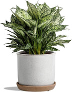 8 Inch Plant Pot: Ceramic Planter by Chubacoo