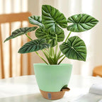 12/10/9/8 inch Self Watering Pots - Image 6