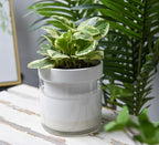 Phoenix Vine 6 Inch Self Watering Planter - Image 2